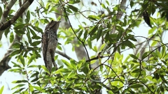 Nyctibius jamaicensis
