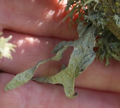 Ramalina subleptocarpha