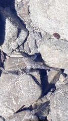 Gobiomorphus breviceps