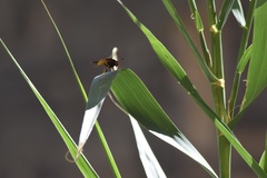 Polistes comanchus comanchus
