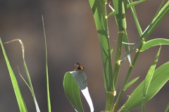 Polistes comanchus comanchus