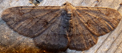 Iridopsis vellivolata