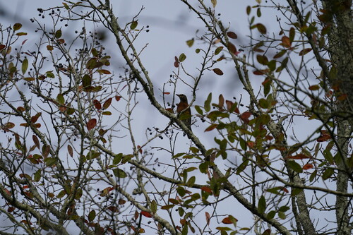 American Robin photographed in Louisiana