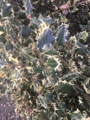 Ilex aquifolium