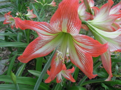 Hippeastrum striatum