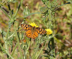 Heteronympha penelope