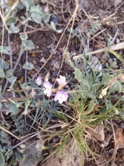 Astragalus nuttallianus