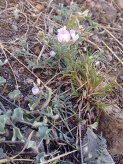 Astragalus nuttallianus