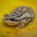 Boreal Chorus Frog - Photo (c) Beren Erkan (herper/photographer), some rights reserved (CC BY-NC), uploaded by Beren Erkan (herper/photographer)