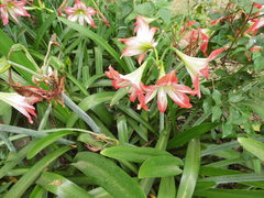 Hippeastrum striatum