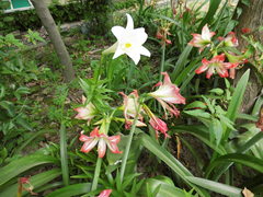 Hippeastrum striatum