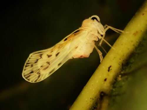 Paralyricen tefrias observed 2023-11-01