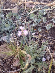 Astragalus nuttallianus