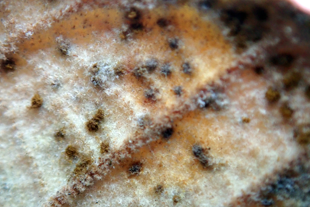 Uredo spyridii