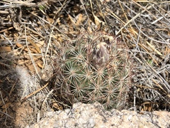 Echinomastus intertextus dasyacanthus