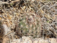 Echinomastus intertextus dasyacanthus