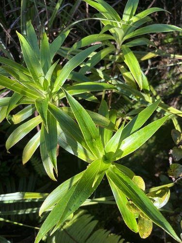Dubautia plantaginea observed 2023-11-05