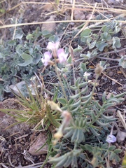 Astragalus nuttallianus