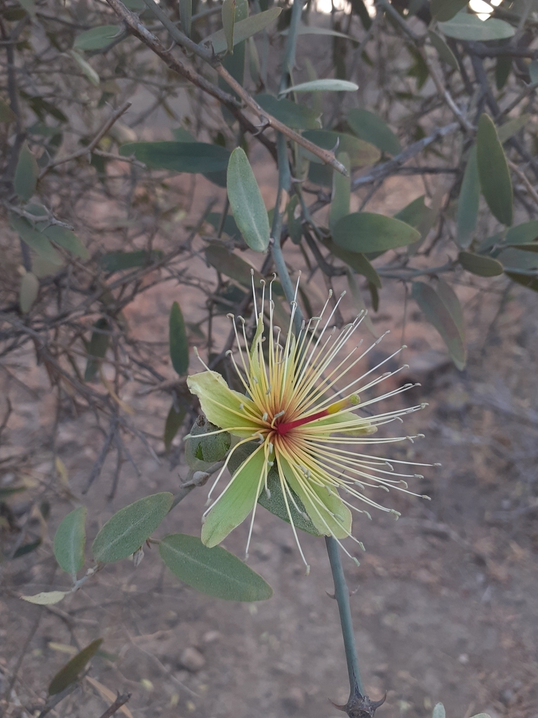 Capparis divaricata