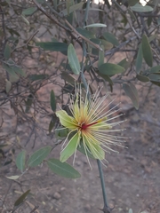 Capparis divaricata