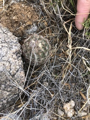 Echinomastus intertextus dasyacanthus