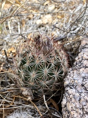 Echinomastus intertextus dasyacanthus