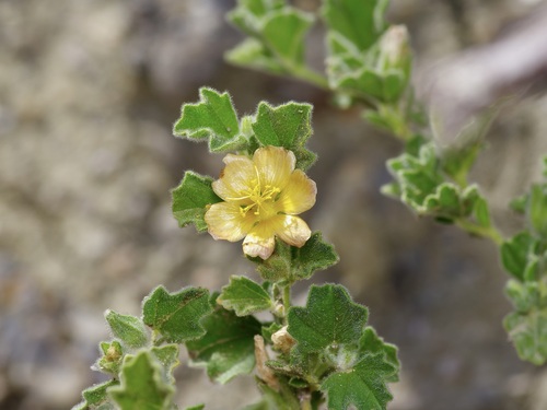 Image of Coppery False Fanpetals (Billieturnera helleri) by (c) Michelle W. （鍾偉瑋）, some rights reserved (CC BY)