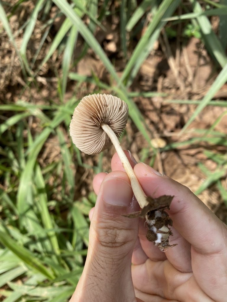 Agrocybe retigera · November 2023 · photo: © andre_ambrozio (iNaturalist, cc-by)