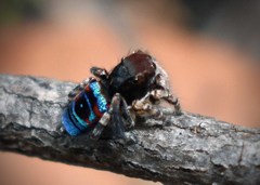 Maratus karrie