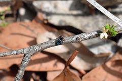 Maratus karrie