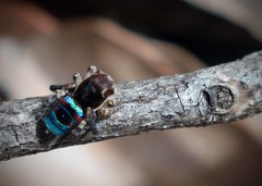 Maratus karrie