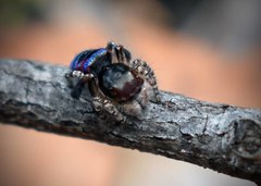 Maratus karrie