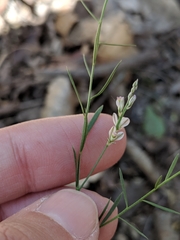 Polygala scoparioides