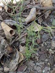 Polygala scoparioides
