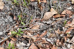 Maratus karrie