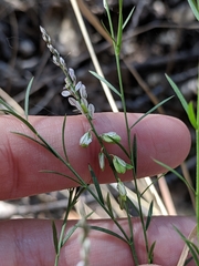 Polygala scoparioides