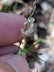 Polygala scoparioides