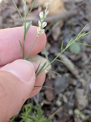 Polygala scoparioides