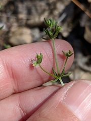 Galium proliferum