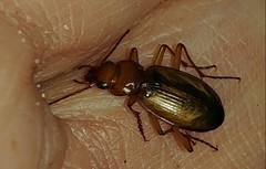 Nebria diversa