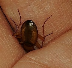 Nebria diversa