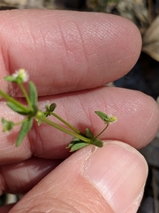 Galium proliferum