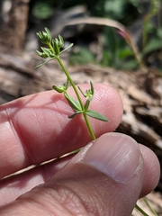 Galium proliferum