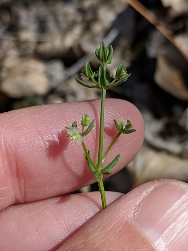 Image of Galium proliferum by (c) Alison Northup, some rights reserved (CC BY)