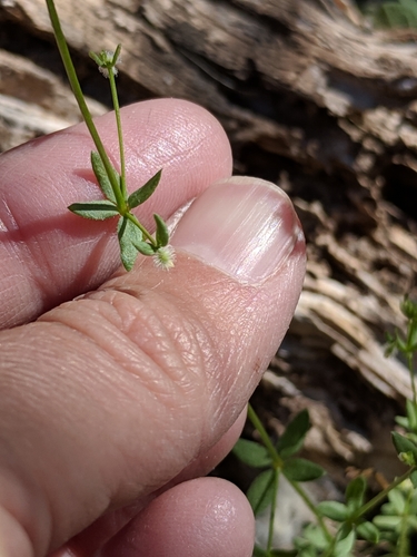 Image of Galium proliferum by (c) Alison Northup, some rights reserved (CC BY)