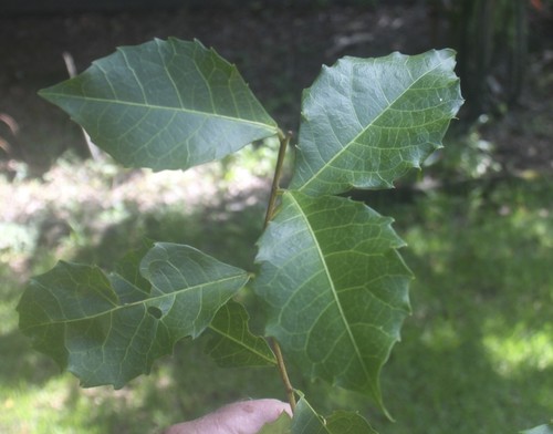 Brown Boxwood (Homalium alnifolium)
