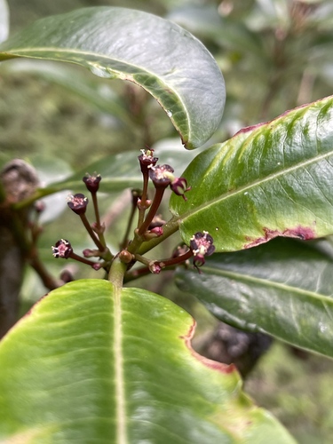 Euphorbia remyi, 2022-01-11