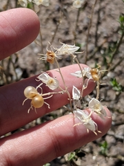 Menodora