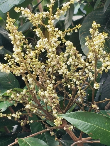 Dimocarpus malesianus observed 2023-11-06