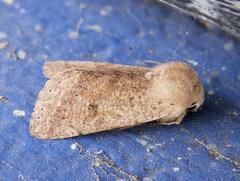 Orthosia pacifica
